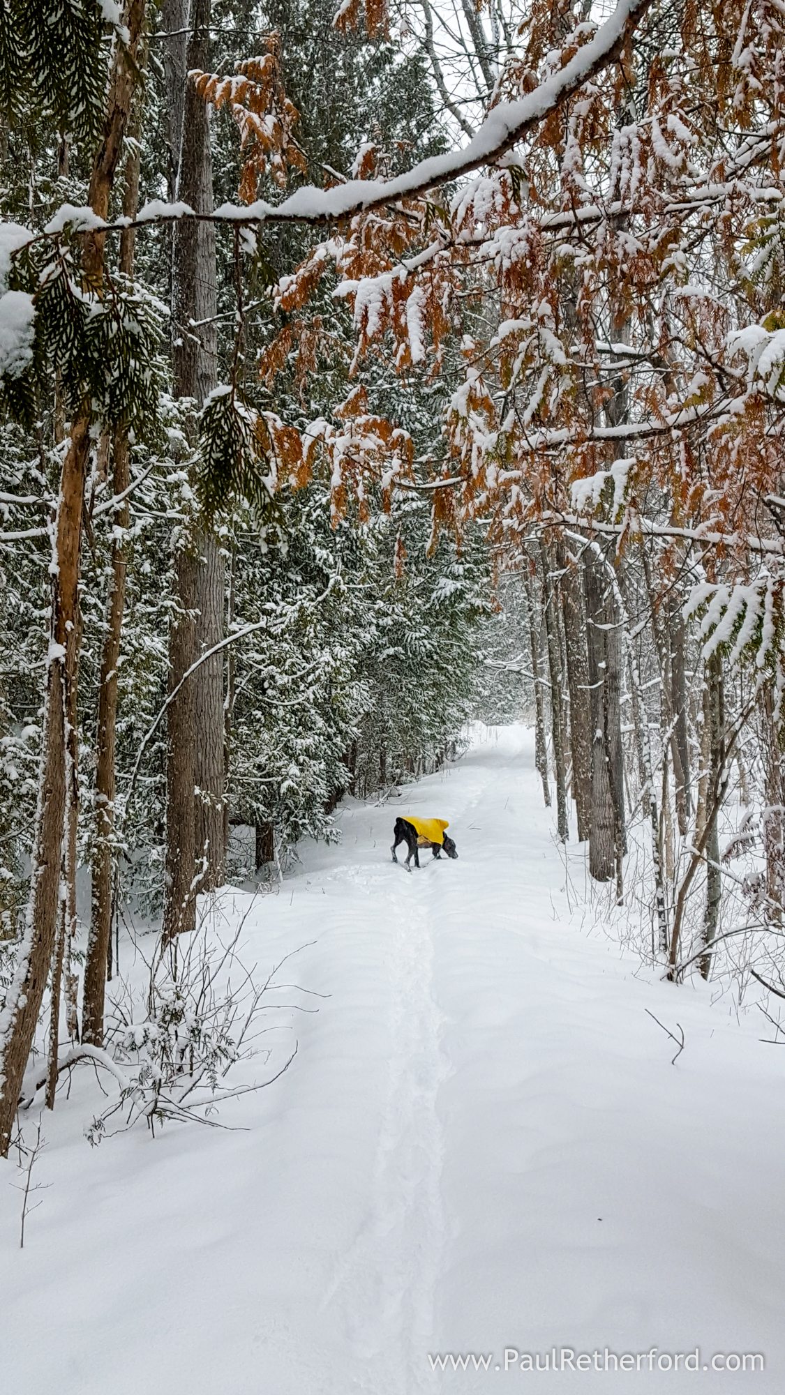 Why I love Northern Michigan Winters and why you should too Petoskey