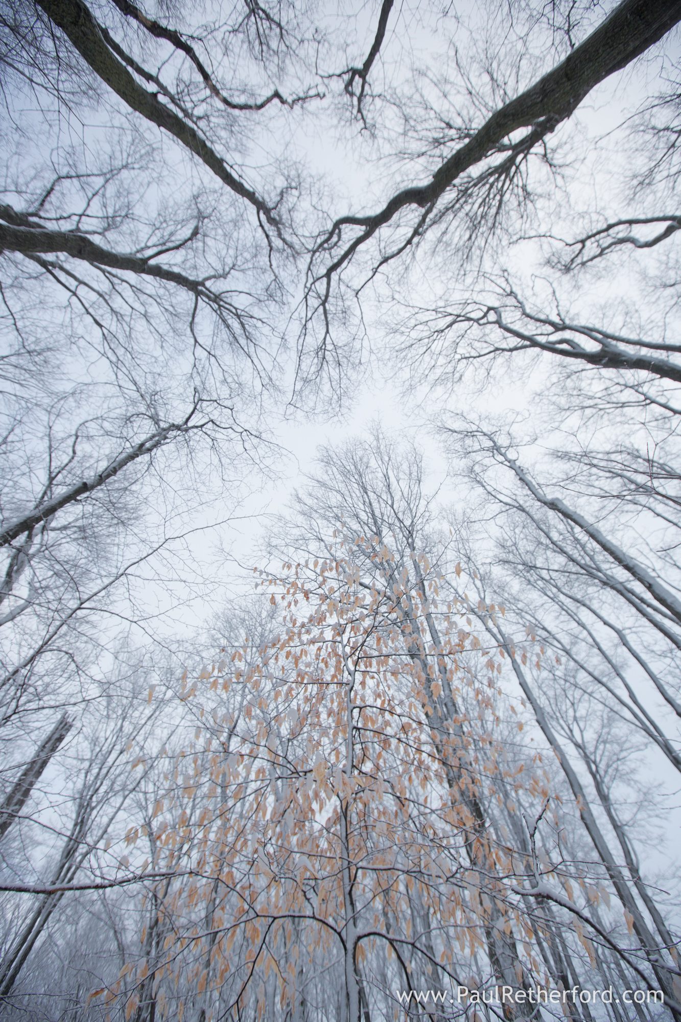 Petoskey winter / a five minute walk through the woods - Northern ...