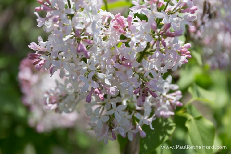 lilacs mackinac island michigan