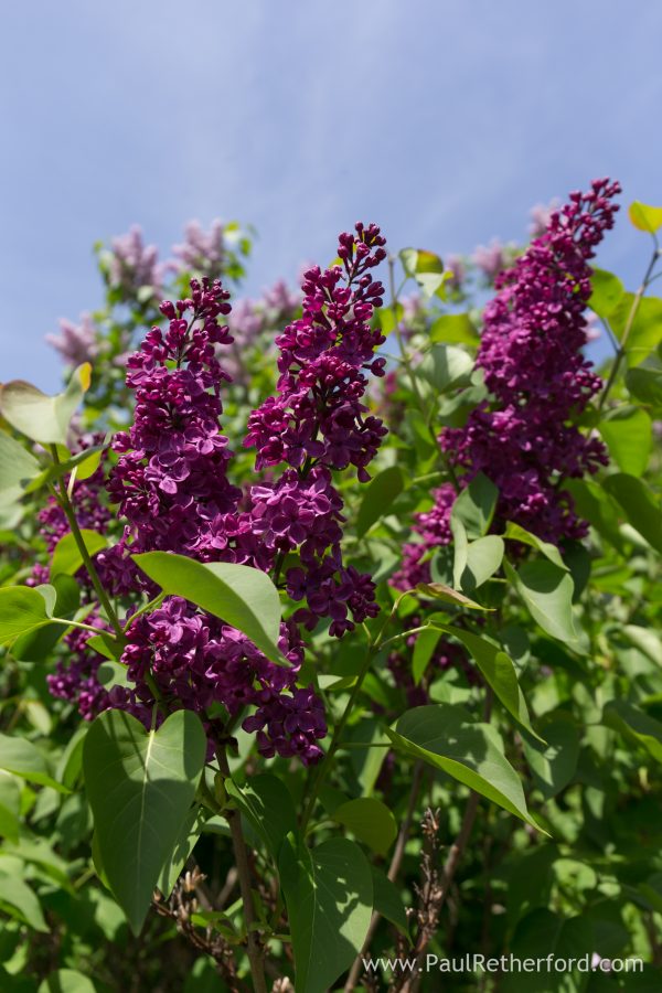 purple lilacs mackinac island michigan
