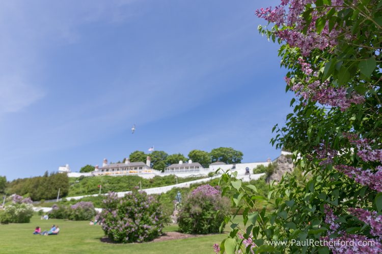 mackinac island lilacs photo