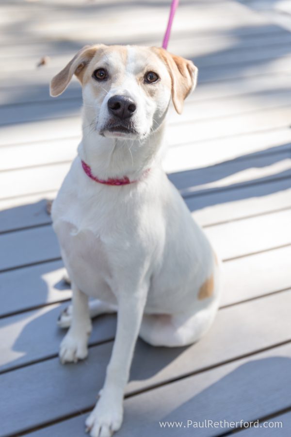 michigan dog photographer