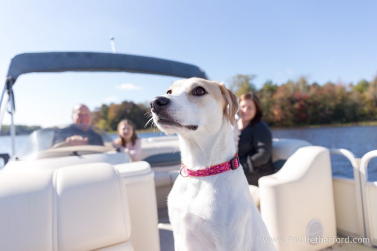 pet photographer paul retherford