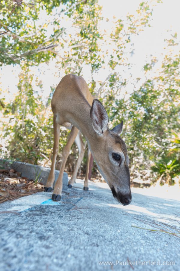 key deer florida keys photo