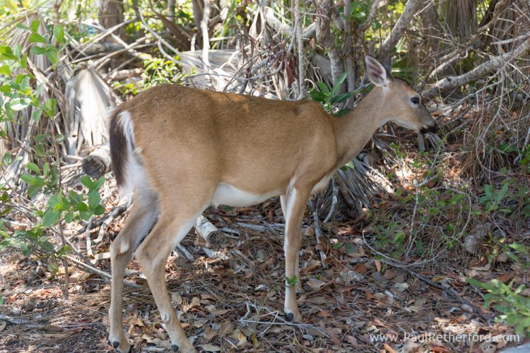 florida keys deer
