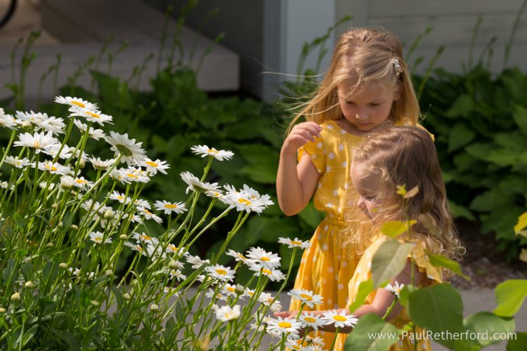 kids white daisy flowers photo