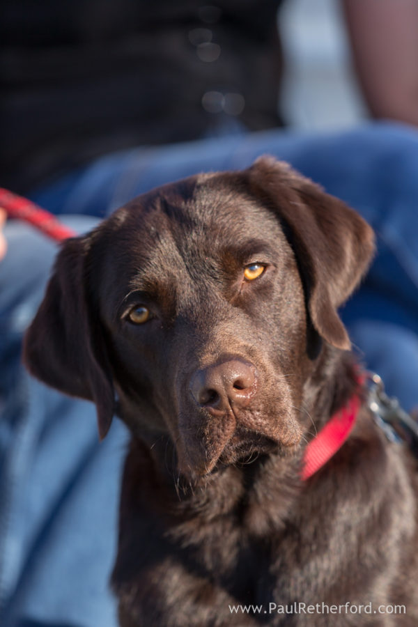 Bay Harbor Northern Michigan family photography Petoskey