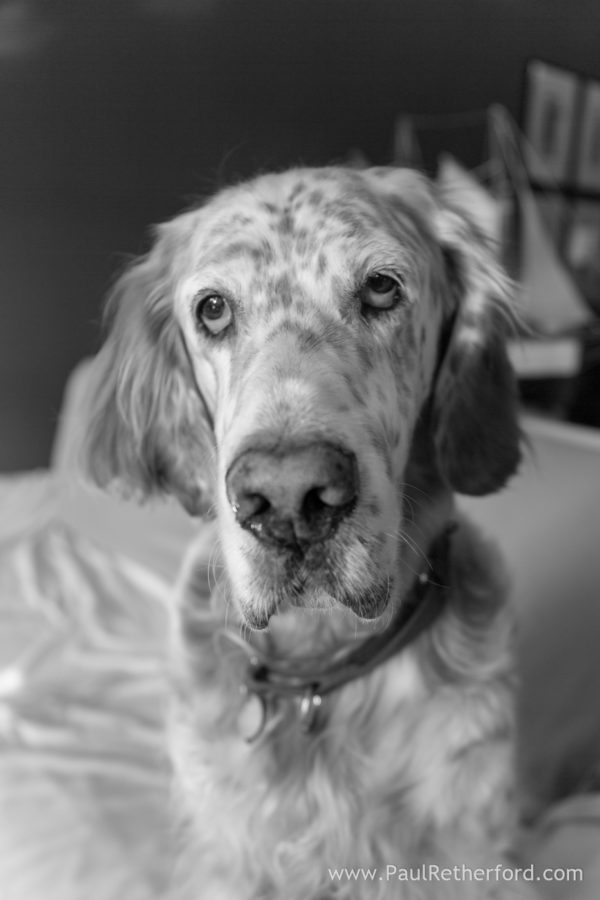 Pet Photography Northern Michigan Outdoor Indoor Home
