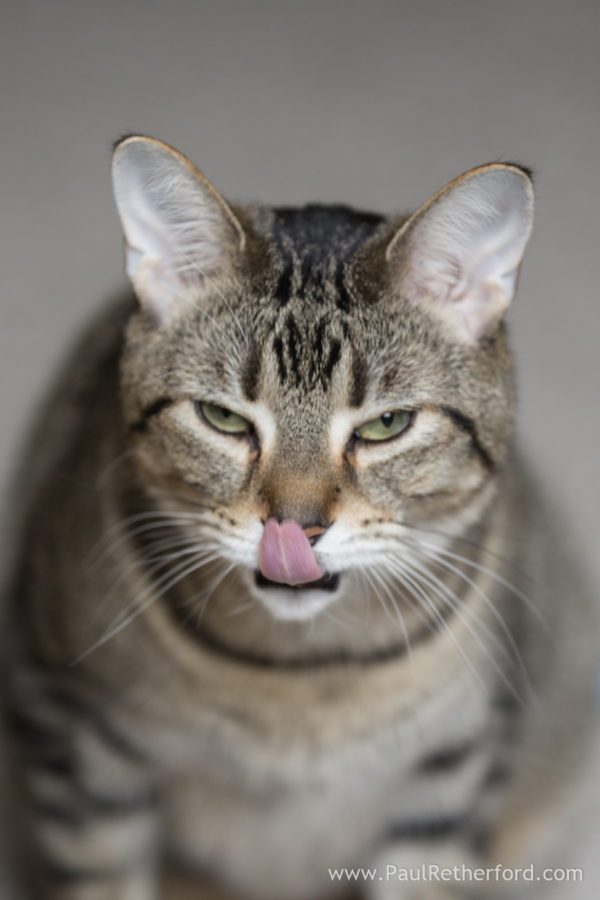 Pet cat photography Petoskey Northern Michigan Photographer