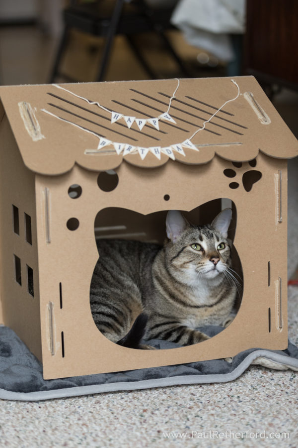 Pet cat photography Petoskey Northern Michigan Photographer