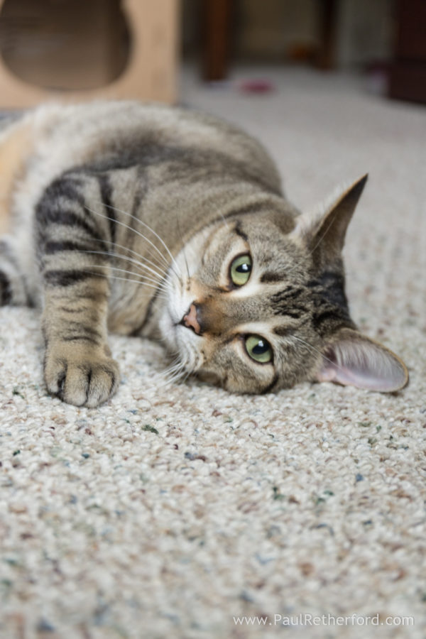 Pet cat photography Petoskey Northern Michigan Photographer