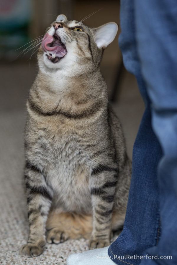 Pet cat photography Petoskey Northern Michigan Photographer