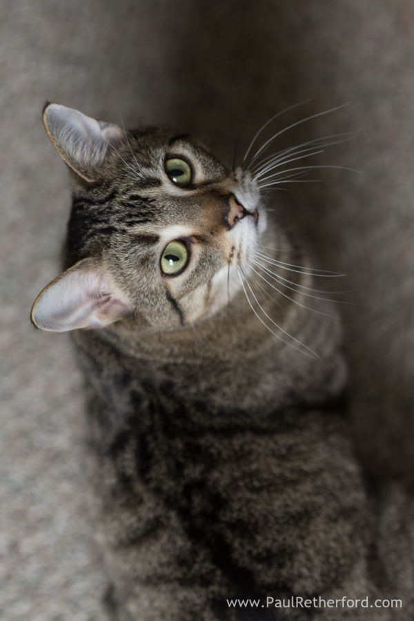 Pet cat photography Petoskey Northern Michigan Photographer