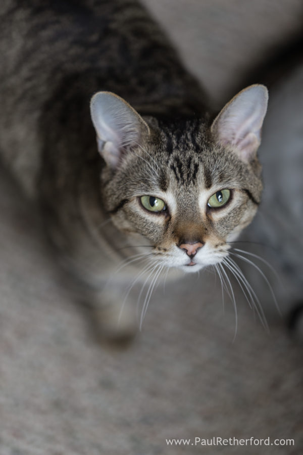 Pet cat photography Petoskey Northern Michigan Photographer
