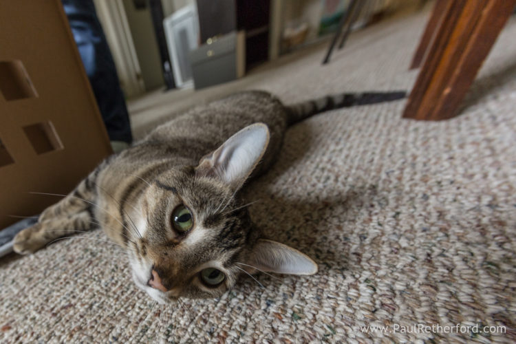 Pet cat photography Petoskey Northern Michigan Photographer