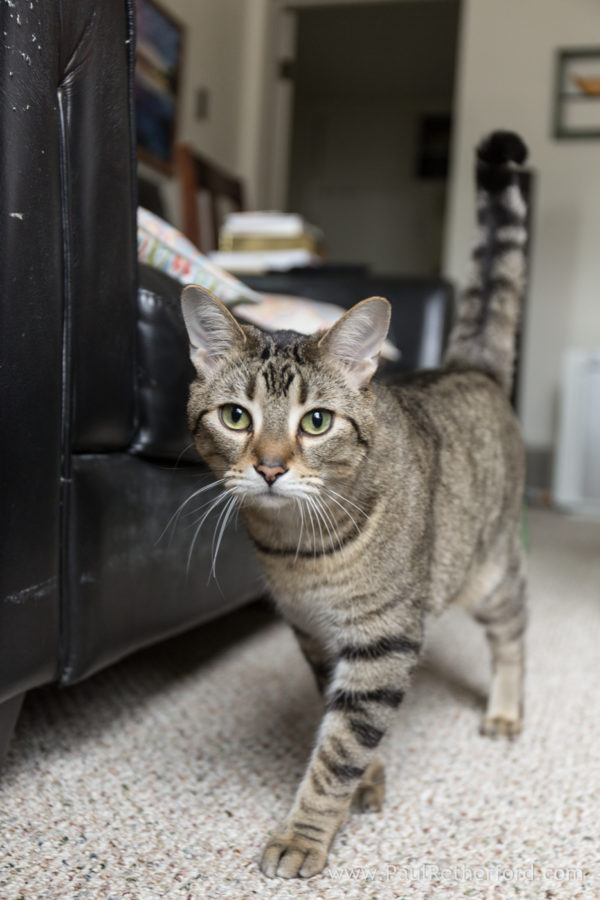 Pet cat photography Petoskey Northern Michigan Photographer