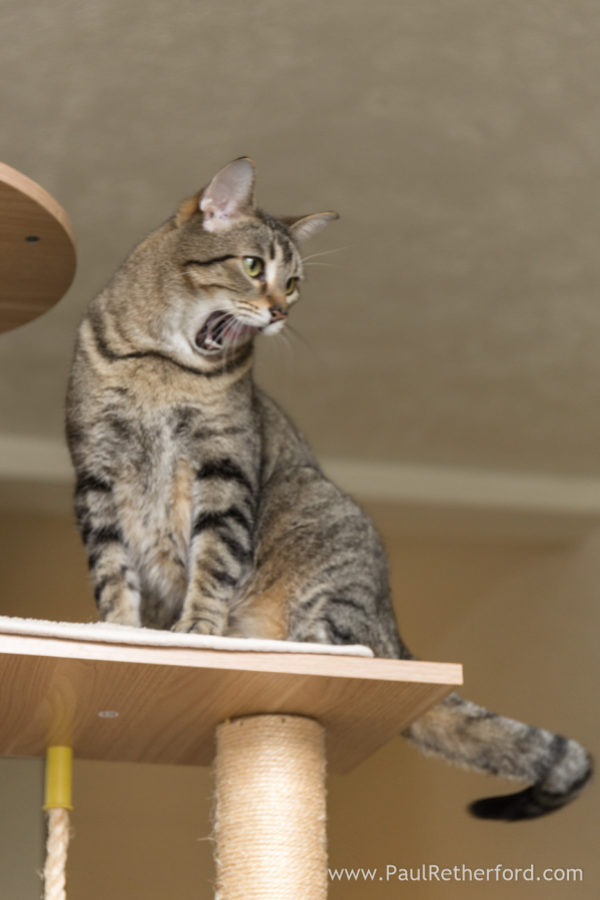 Pet cat photography Petoskey Northern Michigan Photographer