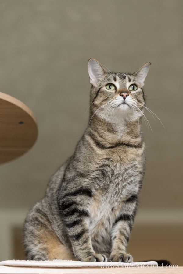 Pet cat photography Petoskey Northern Michigan Photographer