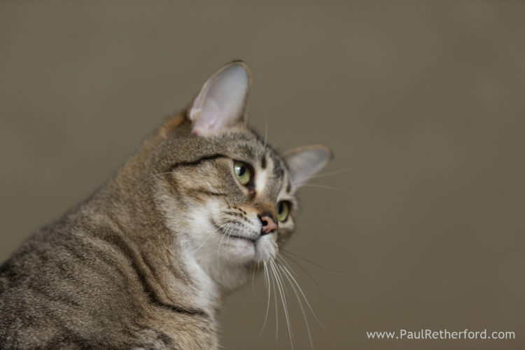 Pet cat photography Petoskey Northern Michigan Photographer