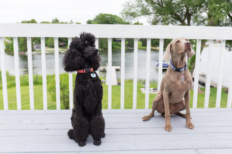 Cheboygan Northern Michigan family Photographer outdoor photo session