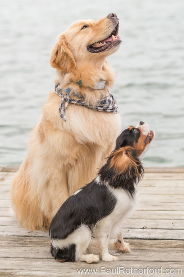 Walloon Lake family photography Northern Michigan