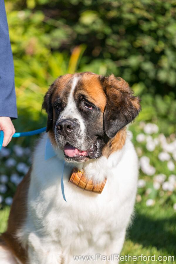 Mackinac Island Mission Point Resort Wedding