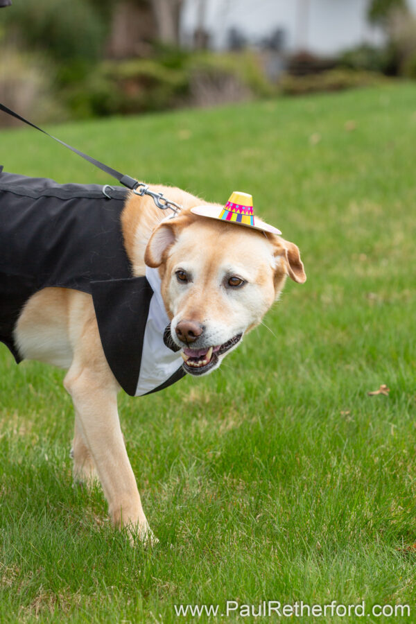 Cinco de Mayo Wedding Petoskey Michigan